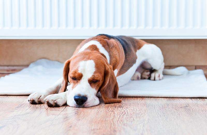 Sad dog