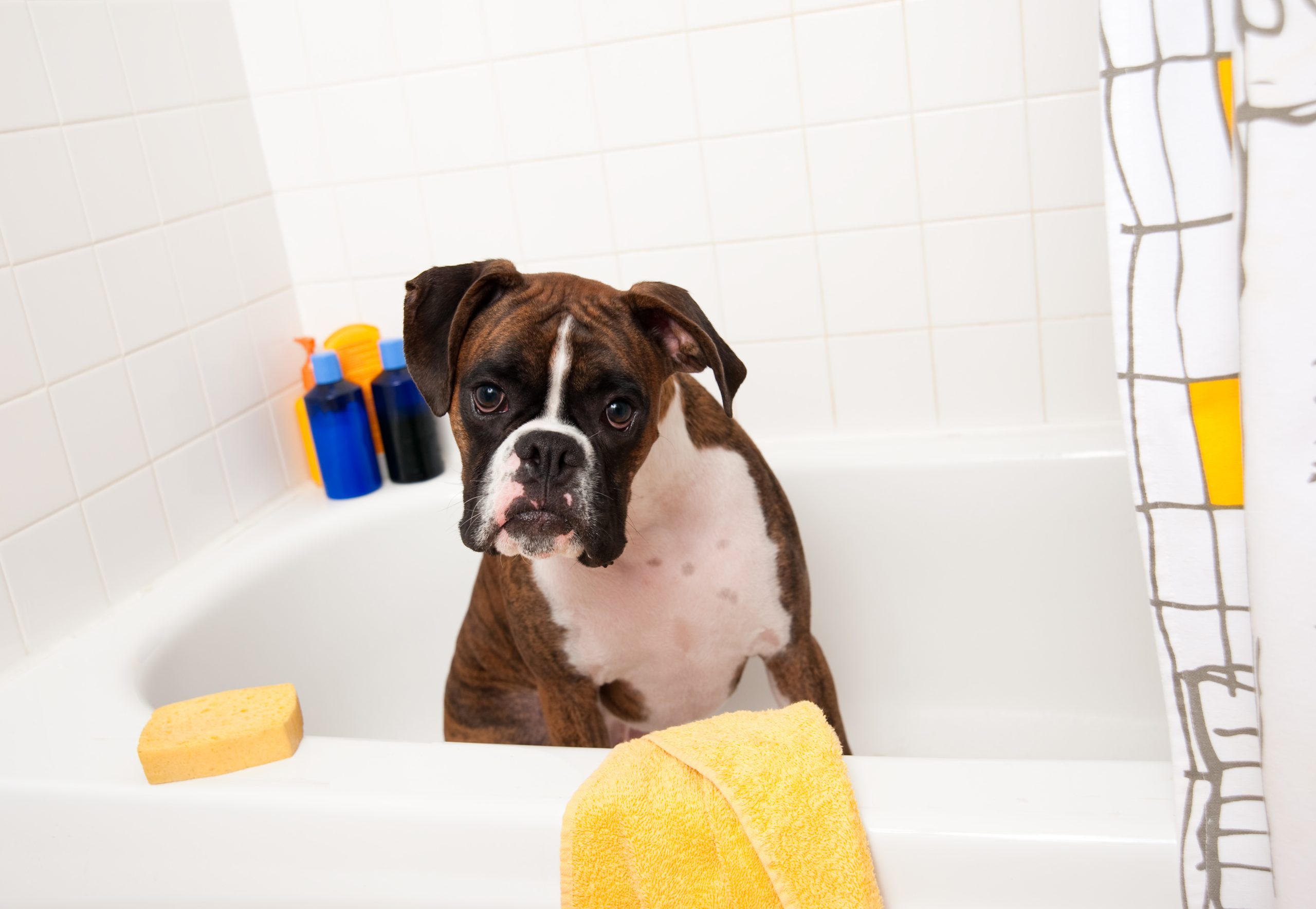 boxer-bath-scaled Dog bath