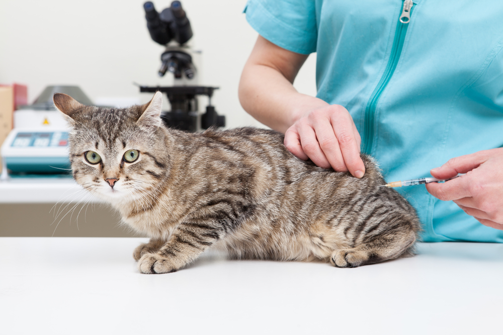 cat vaccinations