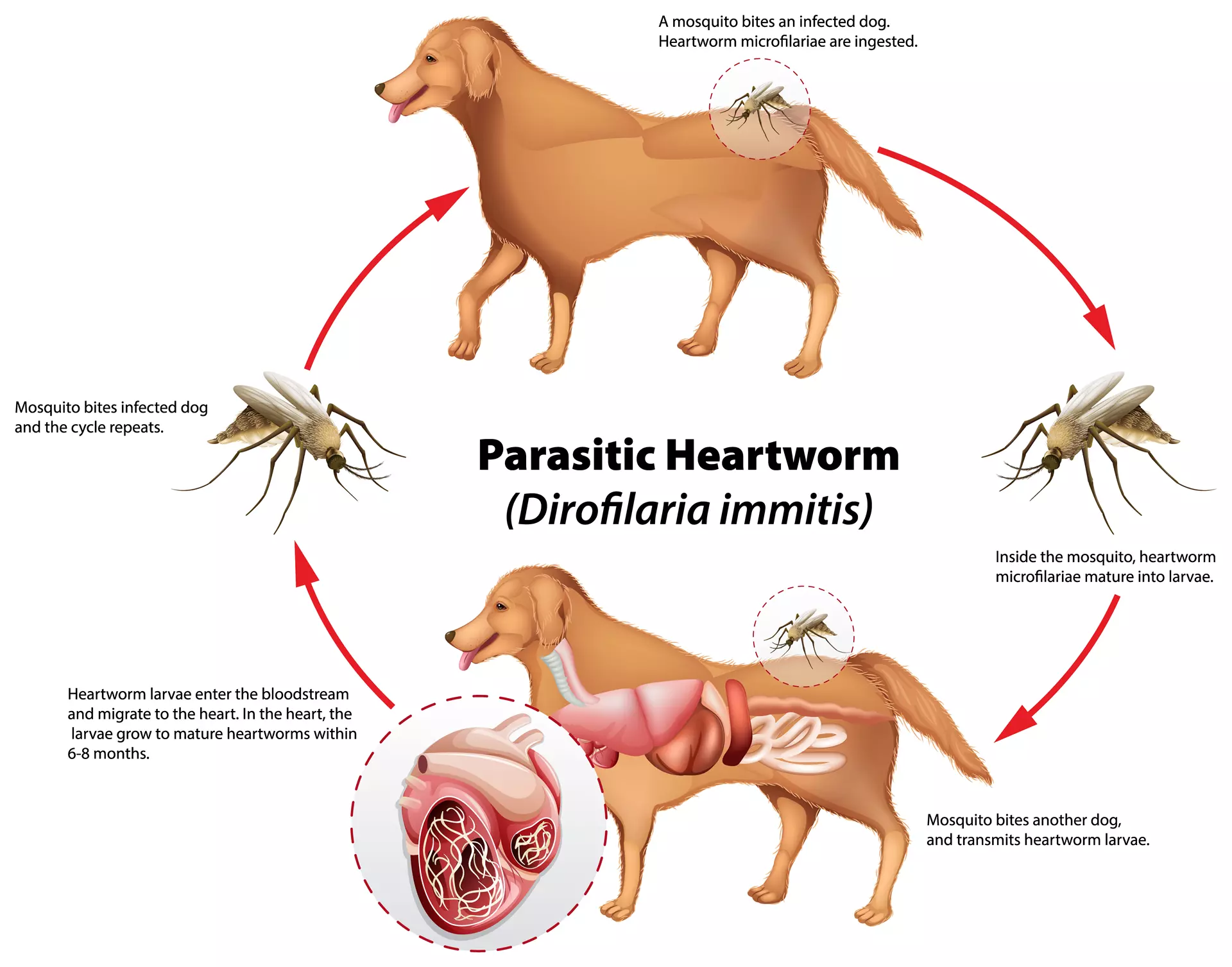 parasitic-heartworm parasitic