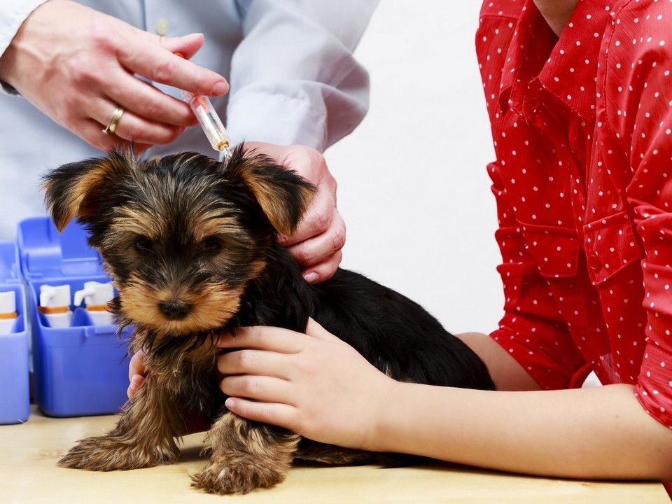 pet vaccinations